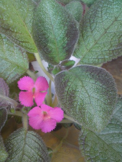 Katherine (1) - Episcia