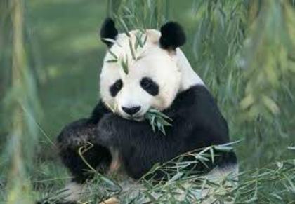  - Panda Bears