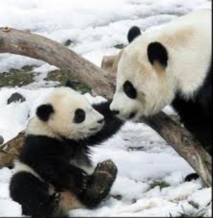  - Panda Bears