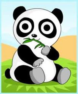  - Panda Bears