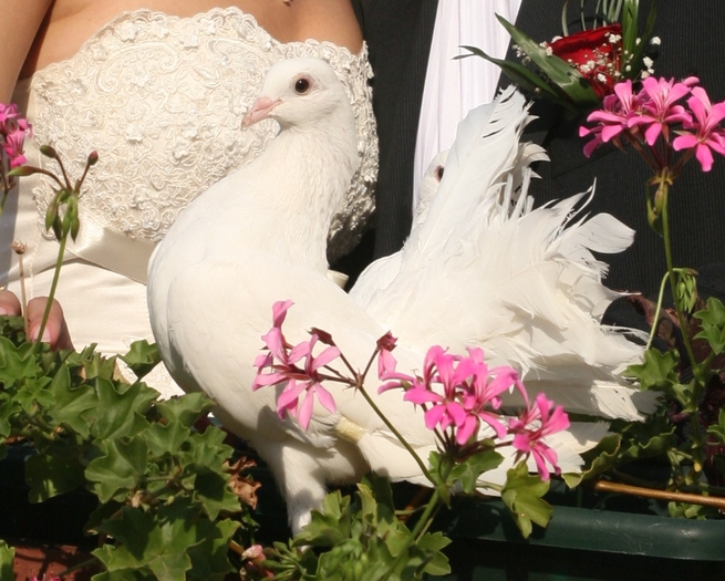 IMG_0665 - Porumbeii  nunti