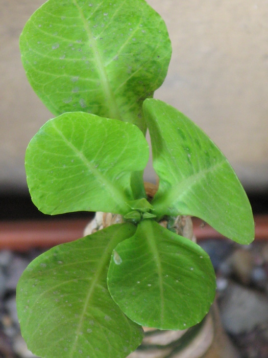 Brighamia vulcan palm
