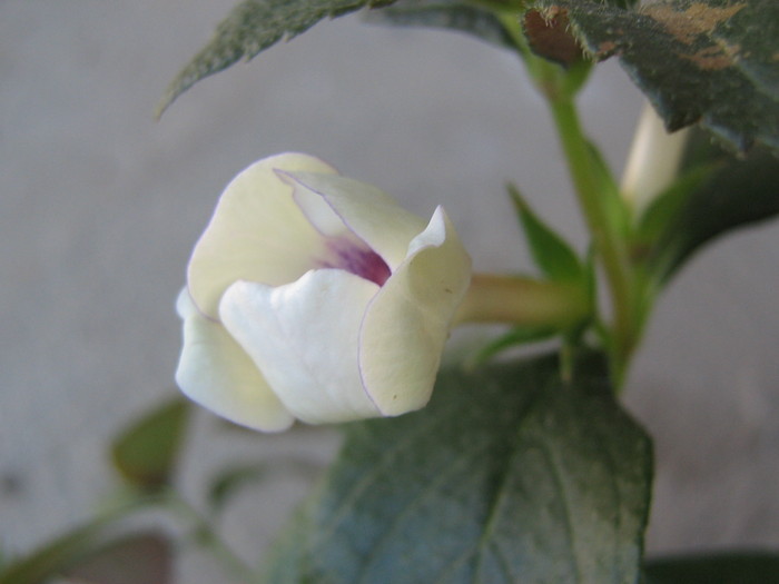 Charity - ACHIMENES