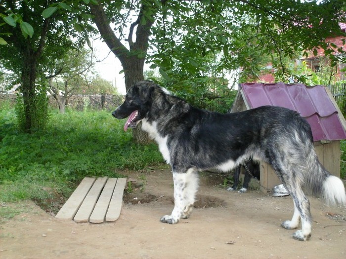 paza - MY DOG-Baciu arhiva