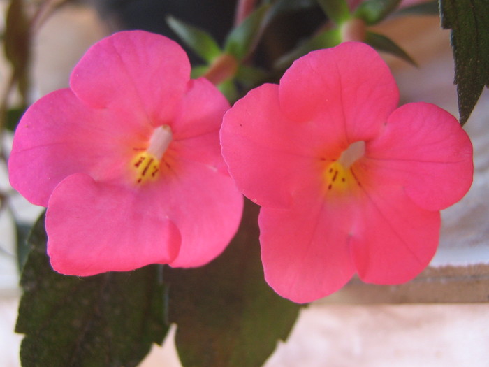Charm - ACHIMENES