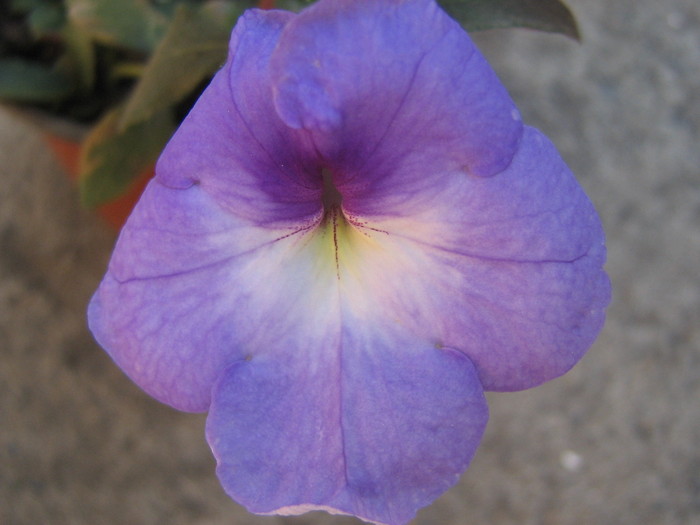 Catleya