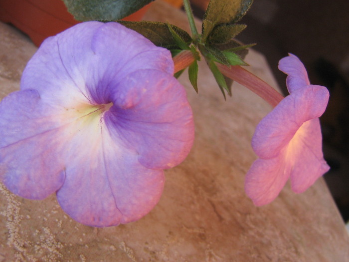Catleya - ACHIMENES