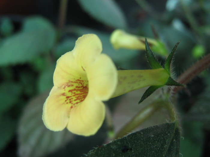 Yellow Beauty - ACHIMENES