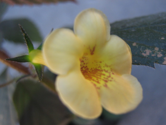 Yellow beauty - ACHIMENES