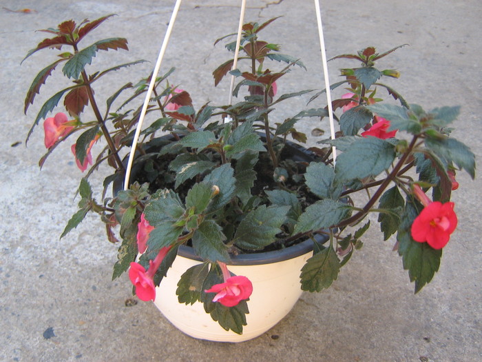 Stan's Delight - ACHIMENES