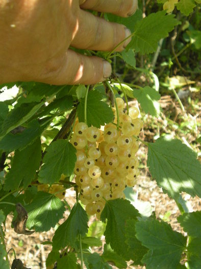 Fructe coacaz alb; 2010
