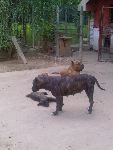 19028375_CXMFMRLLM parinti - dog de presa de canarie