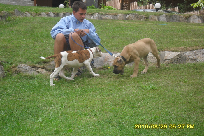 SDC11063 - dog de presa de canarie