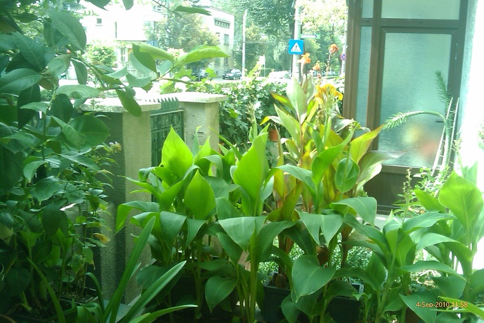 IMAG0379 - canna indica pe terasa