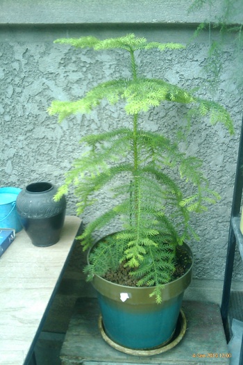 IMAG0384 - araucaria heterophilla