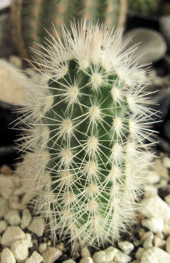 Echinocereus baileyi v.albispinus