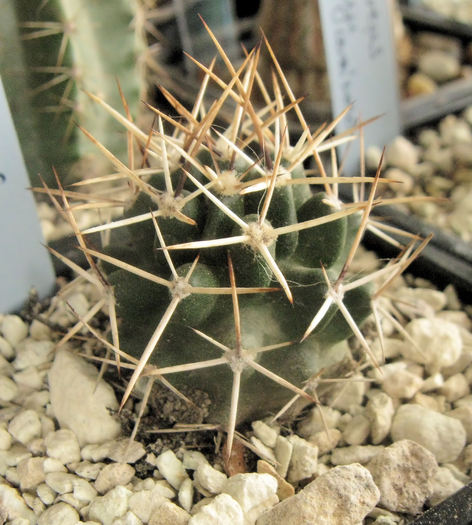 Echinocereus fendleri v.kuenzleri - Echinocereus