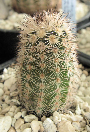 Echinocereus fitchii v.albertii - Echinocereus