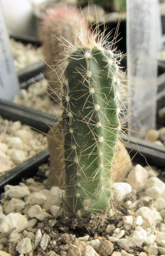 Echinocereus palmeri - Echinocereus