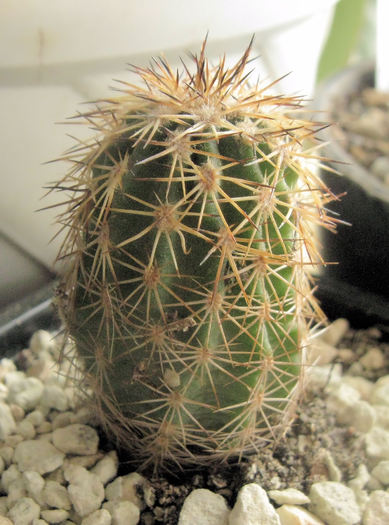 Echinocereus pamanesiorum - Echinocereus