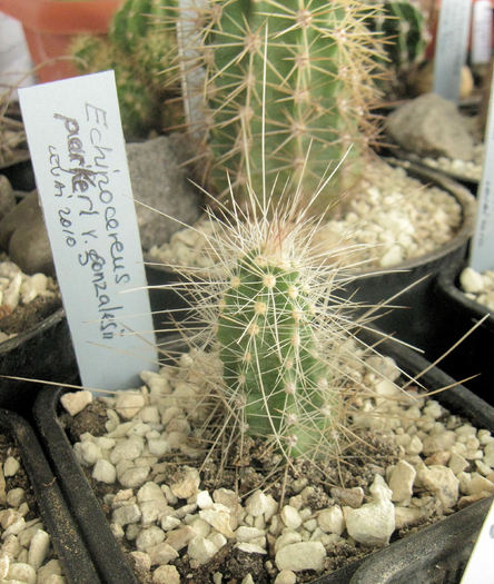 Echinocereus parkeri v.gonzalesii - Echinocereus