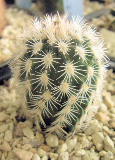 Echinocereus reichenbachii v.albispinus - Echinocereus