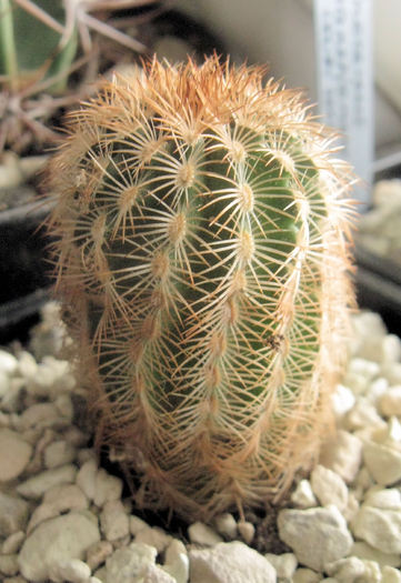 Echinocereus reichenbachii v.caespitosus