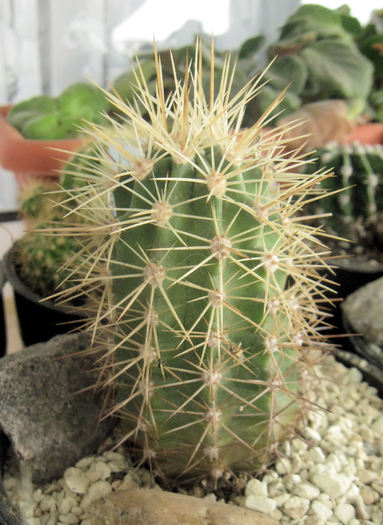 Echinocereus roetteri Lz846,La Luz,NM