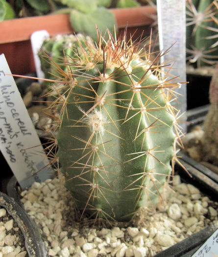 Echinocereus subinermis v.ochoterenae