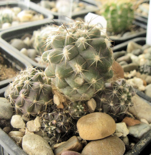 Copiapoa humilis - Copiapoa