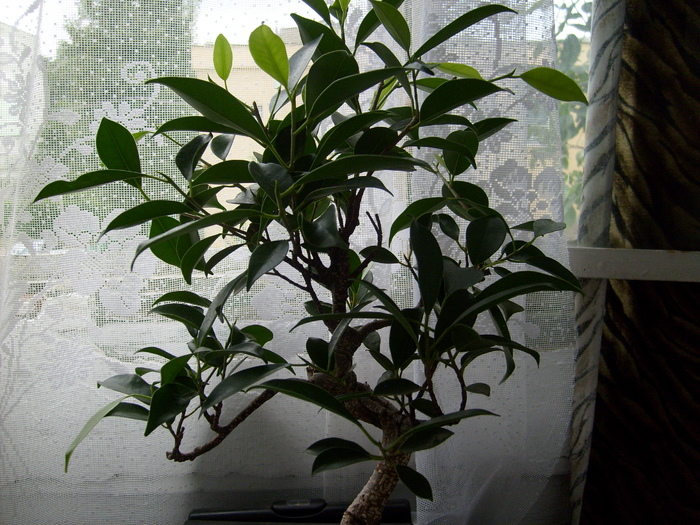 Ficus retusa; iulie 2010
