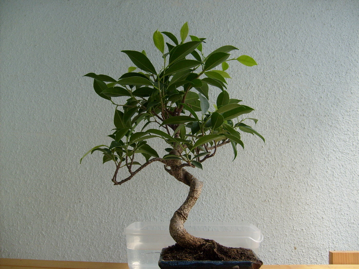 Ficus retusa - Ficus retusa 1
