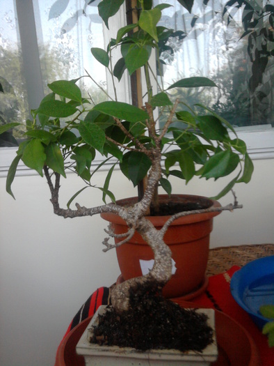 Ficus retusa; iulie 2010
