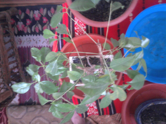 Ficus retusa - Ficus retusa 2