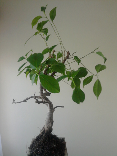 Ficus retusa - Ficus retusa 2