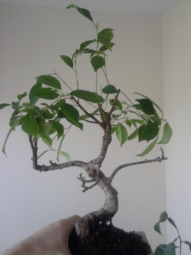 Ficus retusa - Ficus retusa 2