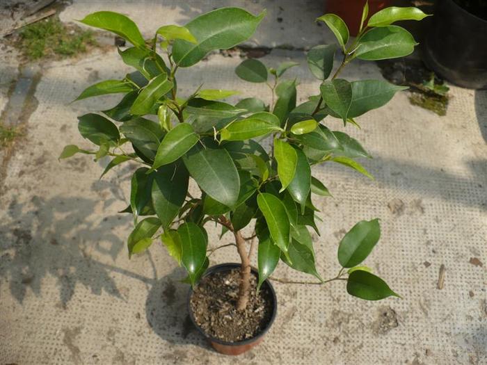 Ficus benjamina; Forma initiala
