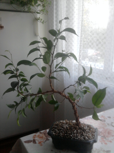 Ficus benjamina - Ficus benjamina