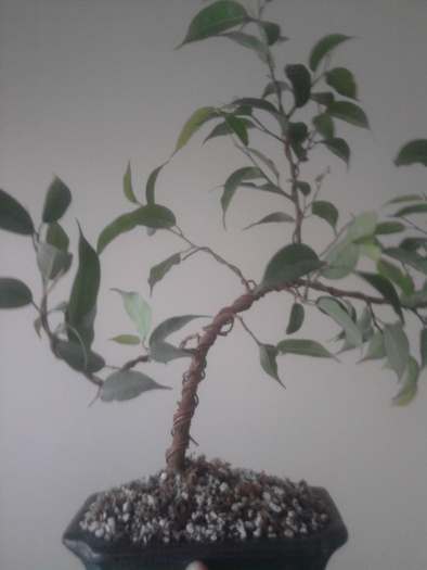 Ficus benjamina - Ficus benjamina