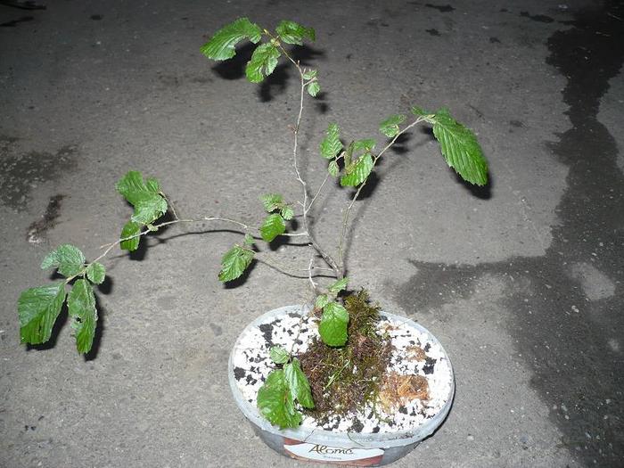 6 - Yamadori I