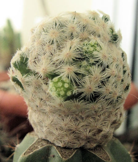 Mammillaria herrerae-lastarire