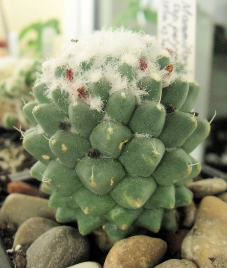 Mammillaria polythele ssp.polythele v.nuda