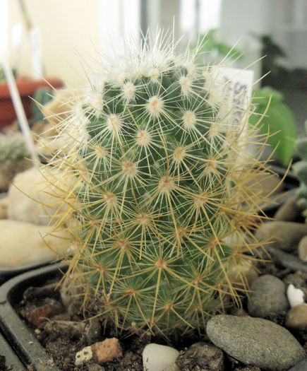 Mammillaria rhodantha v.pringley