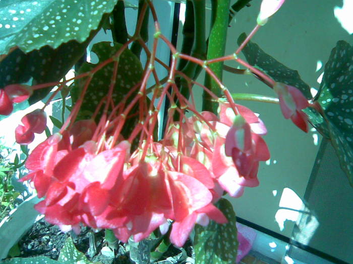 begonia corallina - Begonie - Plaman