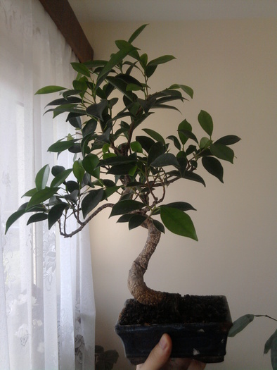 Ficus retusa; 5 septembrie 2010
