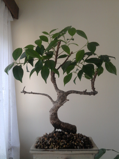 Ficus retusa; 5 septembrie 2010, dupa o prima tundere(pe la sfarsitul lui august);coroana in formare
