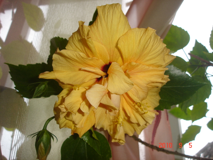 Calassic Apricot - hibiscus 2010