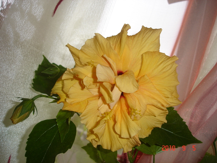 Calassic Apricot - hibiscus 2010