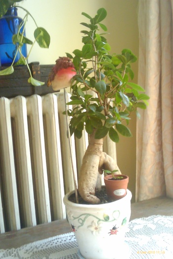 IMAG0370 - bonsai ginseng