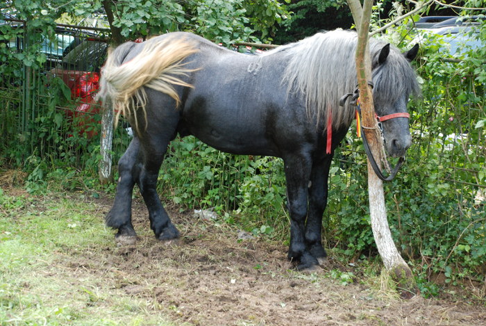 DSC_6329 - black horse